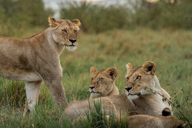 7 Days of Kenyan Wonders: A Mid-Range Safari Adventure - The Sum Up: Is This Safari Worth It?