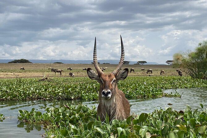 7 Days Private 4 star lodges Safari by LandCruiser from Nairobi - The Itinerary: A Day-by-Day Look at What You Can Expect