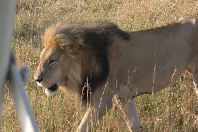 7 Days Private 4 star lodges Safari by LandCruiser from Nairobi - Who Will Benefit Most from This Tour?