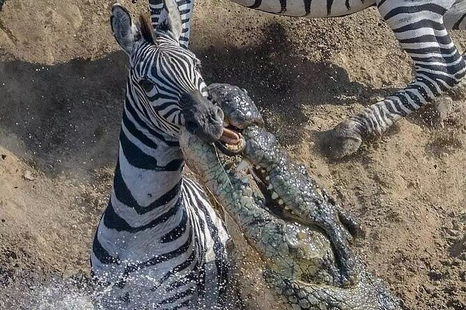 7 Days Private Safari in Tanzania - Practical Aspects to Consider