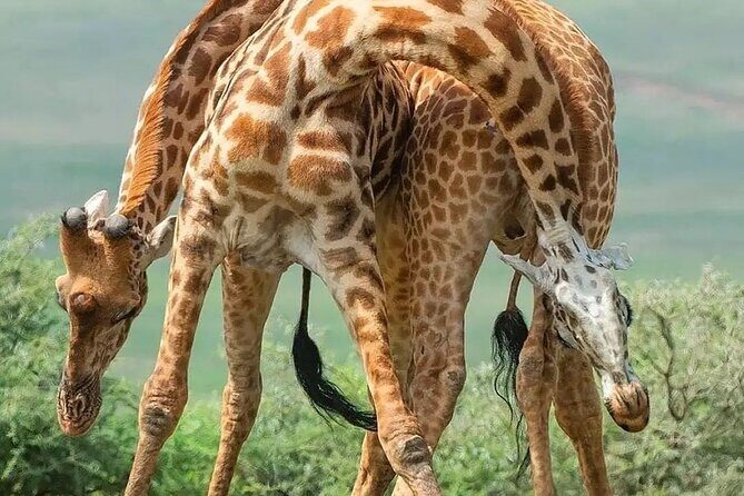 7 Days Private Safari in Tanzania - FAQ