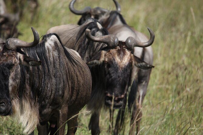 7 Days Private Serengeti Wildebeest Migration Tour - The Itinerary in Detail: What to Expect