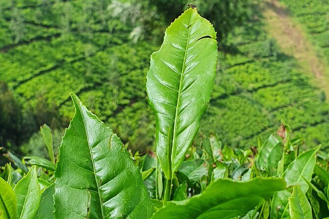 7 Days Private Tour of Rwanda - Final Thoughts