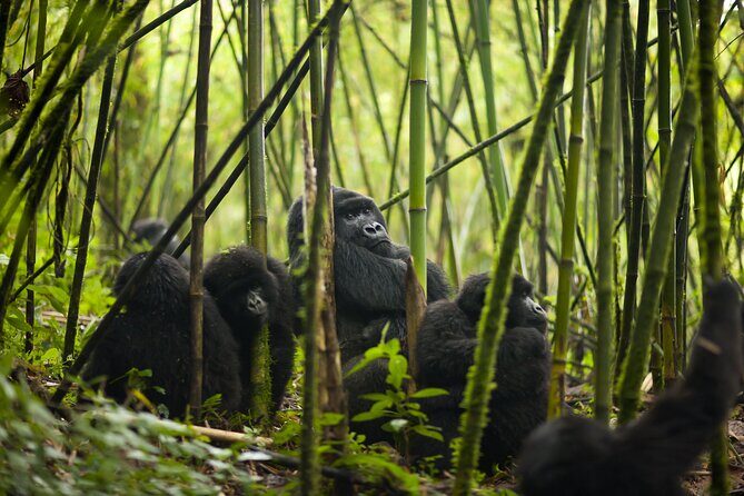 7 Days Private Tour of Rwanda - FAQ