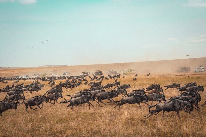 7 Days Private Wildebeest Great Migration Safari in Arusha - Why Choose This Safari?