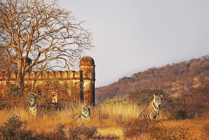 7 Days Ranthambore Tiger Safari and The Golden Triangle Tour - Who Will Love This Tour?