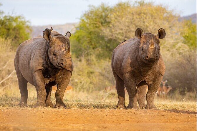 7 Days Rhino Ngorongoro Crater Safari Tour - A Closer Look at the 7-Day Itinerary