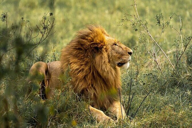 7 Days Rhino Ngorongoro Crater Safari Tour - The Value for Money