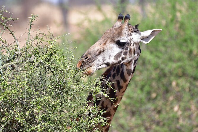 7 Days Rhino Ngorongoro Crater Safari Tour - Practical Details and Considerations
