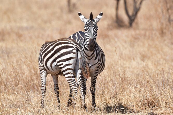 7 Days Rhino Ngorongoro Crater Safari Tour - Who Should Consider This Safari?