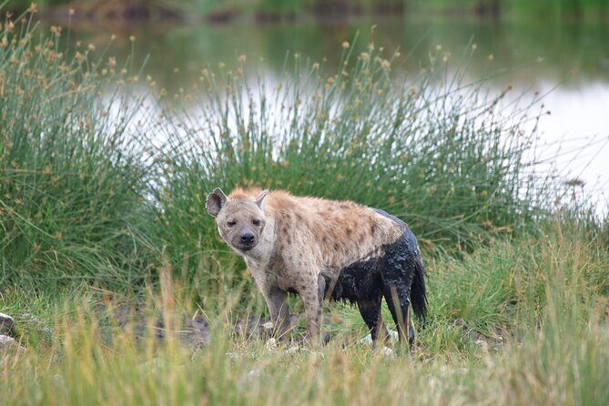 7 Days Rhino Ngorongoro Crater Safari Tour - FAQs