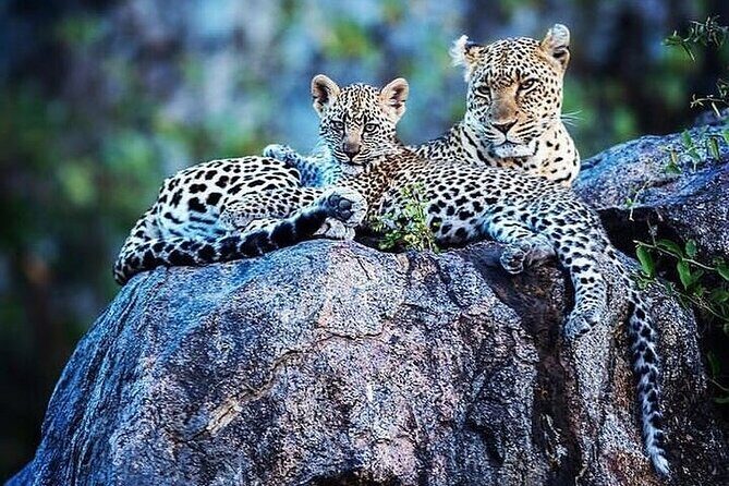 7 Days Rhino Ngorongoro Crater Safari Tour - Final Thoughts