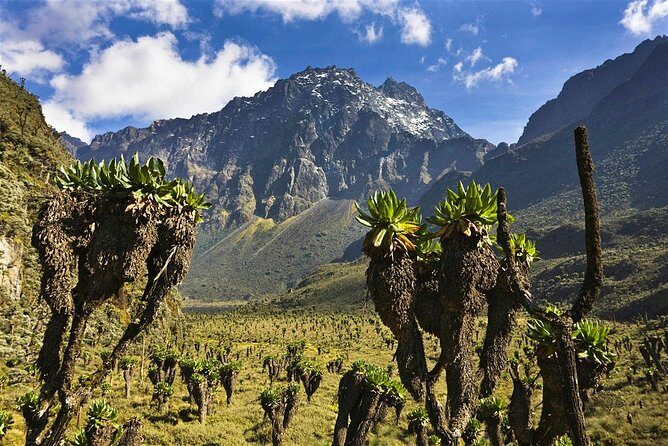 7 Days Rwenzori Summit (Margherita Peak) Hike - What Travelers Can Expect