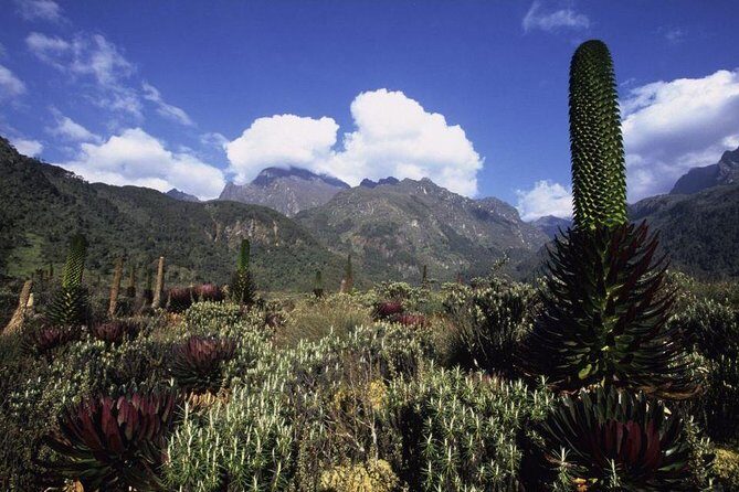 7 Days Rwenzori Summit (Margherita Peak) Hike - The True Value of the Tour