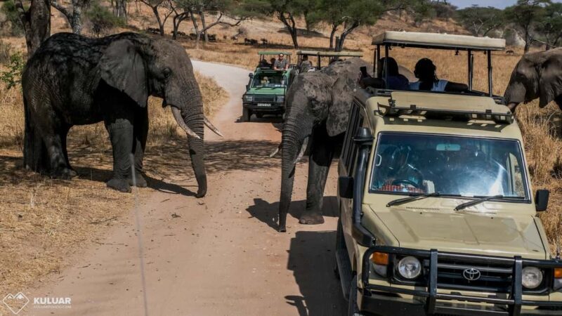 7 Days Safari Manyara, Serengeti, Ngorongoro and Mto Wa Mbu - Practical Tips for Travelers
