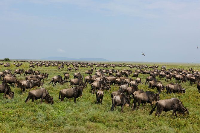 7 Days Safari. Serengeti, Tarangire, Lake Manyara & Ngorongoro Crater. - The Sum Up