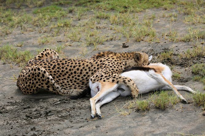 7 Days Safari. Serengeti, Tarangire, Lake Manyara & Ngorongoro Crater. - FAQ