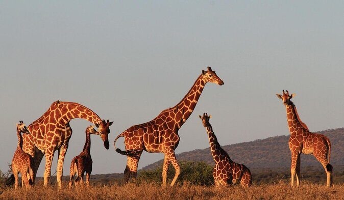 7 Days Safari to Aberdare N/P, lake Nakuru N/P, Maasai Mara N/R, Amboseli N/P - Introduction
