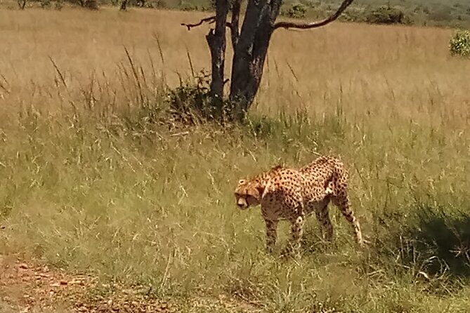 7 Days Safari to Aberdare N/P, lake Nakuru N/P, Maasai Mara N/R, Amboseli N/P - Key Points