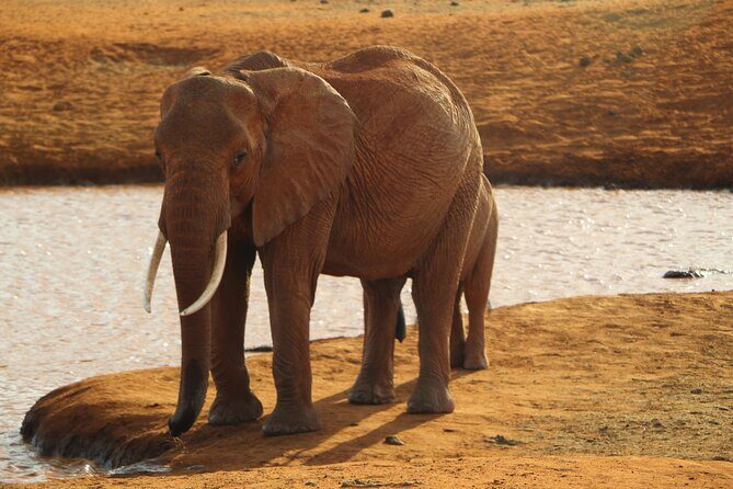 7 Days Safari to Maasai Mara, Nakuru, Naivasha and Amboseli - An In-Depth Look at the Itinerary
