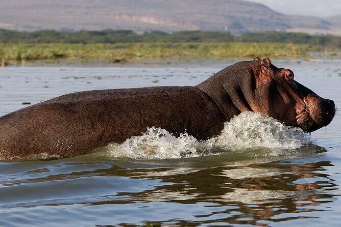 7 Days Safari to Maasai Mara, Nakuru, Naivasha and Amboseli - Pricing & Value