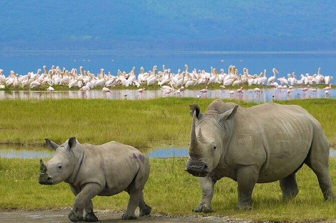 7 Days Safari to Maasai Mara, Nakuru, Naivasha and Amboseli - Who Should Consider This Tour?