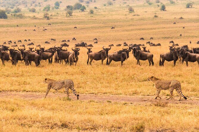 7 Days Safari to Maasai Mara, Nakuru, Naivasha and Amboseli - Final Thoughts