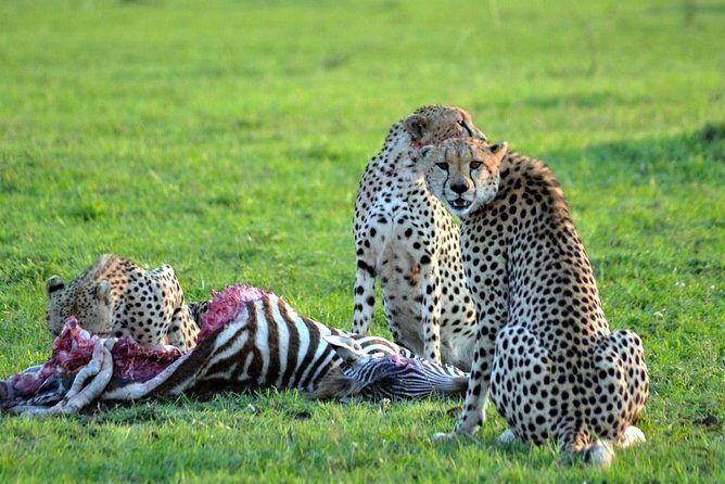 7 days safari to Masai Mara Nakuru ,Naivasha and Amboseli parks - Final thoughts: Who should consider this safari?