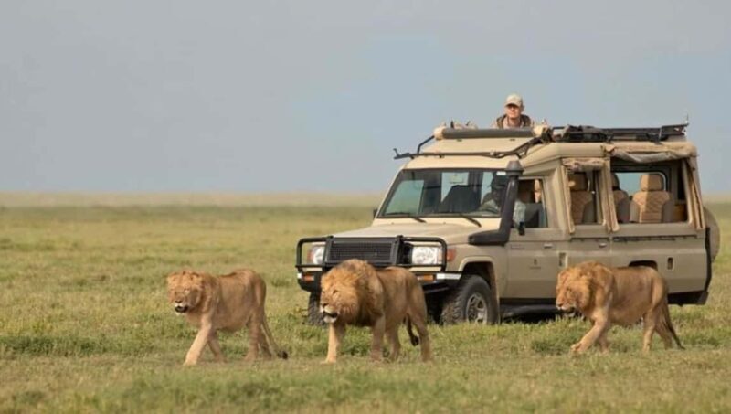 7 Days Samburu-Nakuru-Naivasha-Masai Mara Ultimate Adventure - A Deep Dive into the 7-Day Kenyan Safari Experience