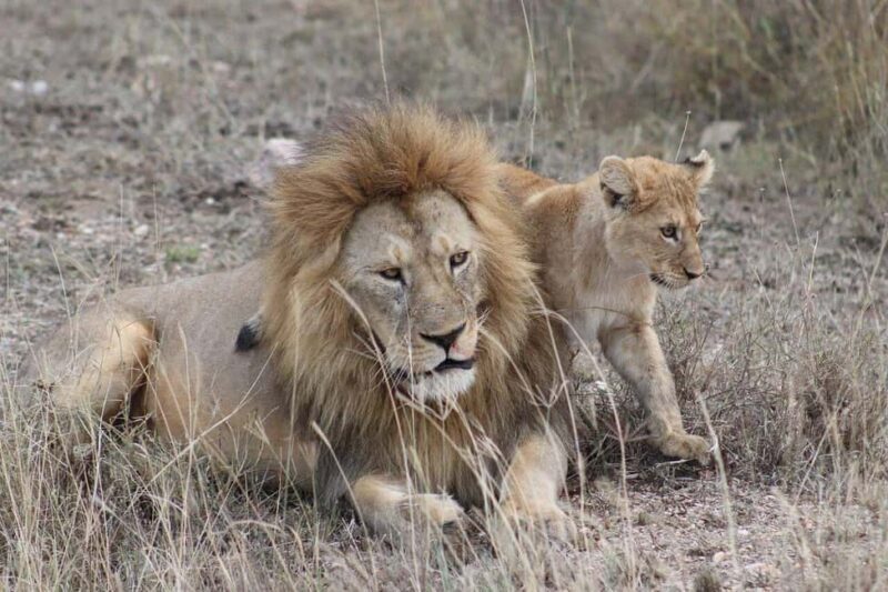 7 Days Serengeti National Park Safaris (All inclusive Tour) - Key Points