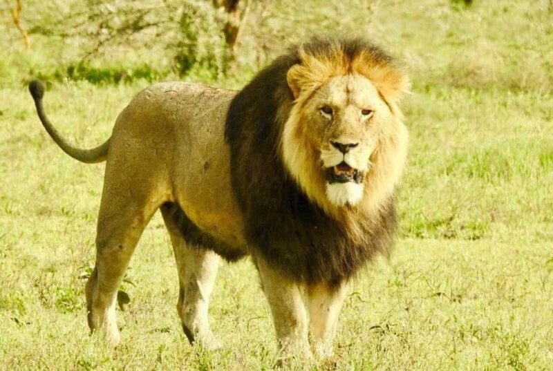 7 Days Serengeti National Park Safaris (All inclusive Tour) - Introduction: A Safari for the True Wildlife Enthusiast