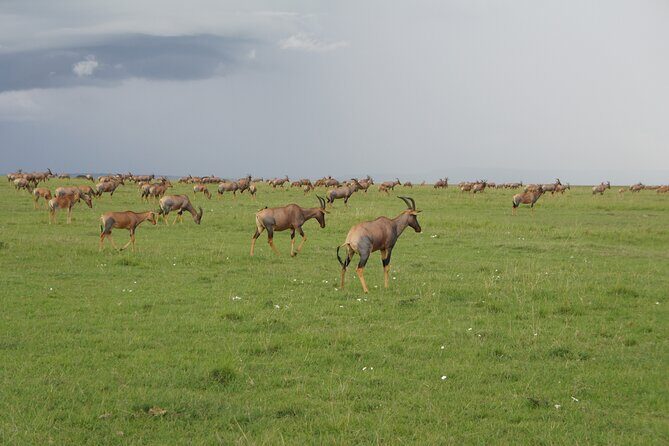 7 days Sopa lodges full private package - A Well-Balanced Itinerary for Wildlife Enthusiasts