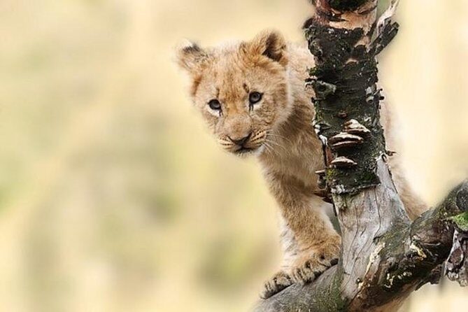 7 Days Tanganyika Wilderness Safari - Introduction: A Window into Tanzanian Wilderness