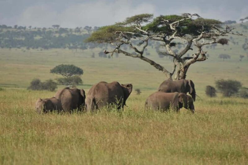 7 Days Tanzania Experience Safaris - Itinerary Breakdown: What You Can Expect Each Day