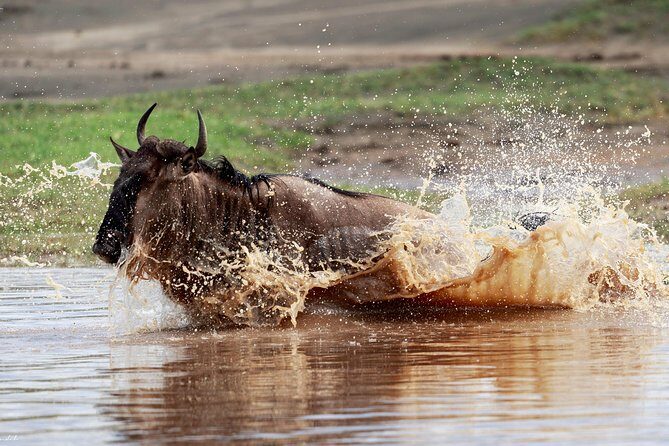 7 Days Tanzania Luxury Safari Experience & Coffee Walking Tour - A Closer Look at the Itinerary & Experience