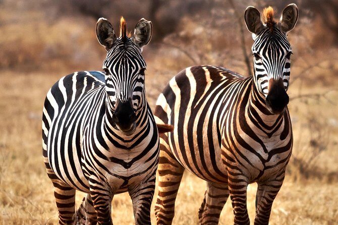 7 Days Tanzania Luxury Safari Experience & Coffee Walking Tour - FAQ: Practical Questions About the Tour