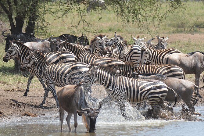 7 Days Tanzania Private Safari - Key Points
