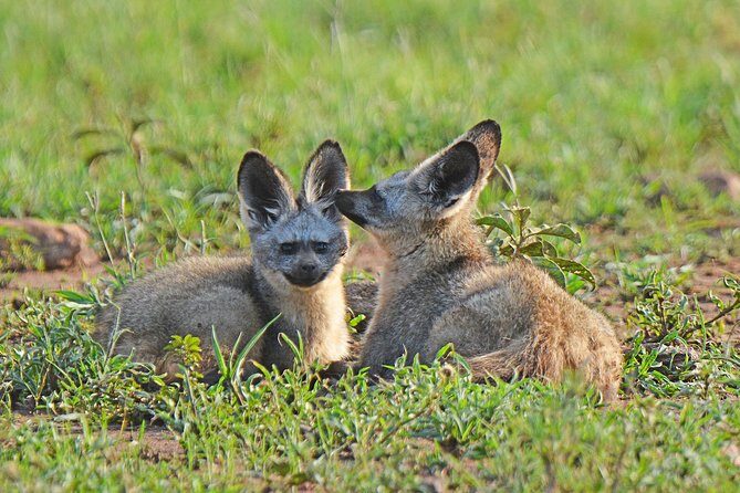 7 Days Tanzania Private Safari - The Experience of a Lifetime, Carefully Organized