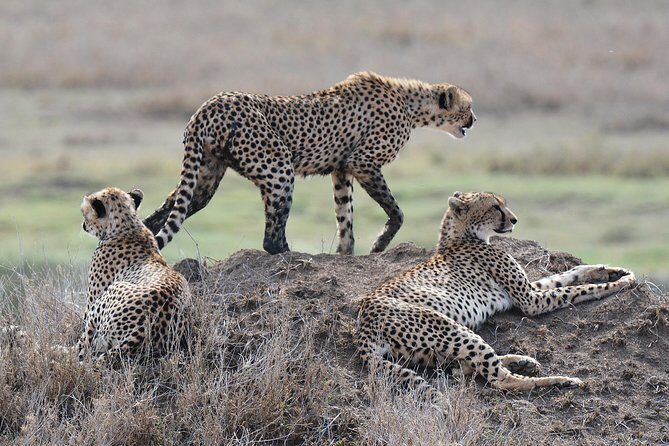7 Days Tanzania Private Safari - Final Thoughts