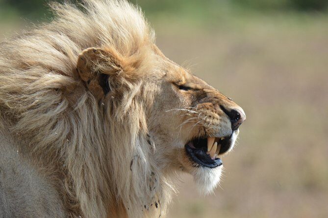 7 Days Tanzania Private Safari - Frequently Asked Questions