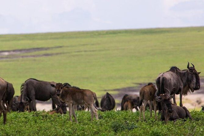 7 Days Tarangire, Serengeti, Ngorongoro & Manyara Camping Safari Tour Tanzania - The Itinerary: From Tarangire to the Serengeti and Beyond