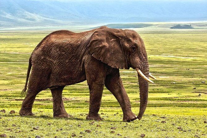 7 Days Tarangire, Serengeti, Ngorongoro & Manyara Camping Safari Tour Tanzania - Who Will Appreciate This Tour?