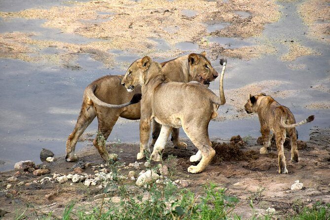 7 Days Tarangire, Serengeti, Ngorongoro & Manyara Camping Safari Tour Tanzania - Frequently Asked Questions