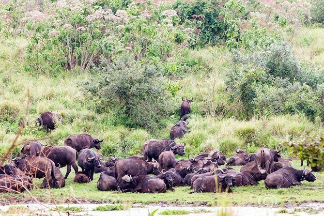 7 Days Tarangire, Serengeti, Ngorongoro & Manyara Camping Safari Tour Tanzania - Final Thoughts