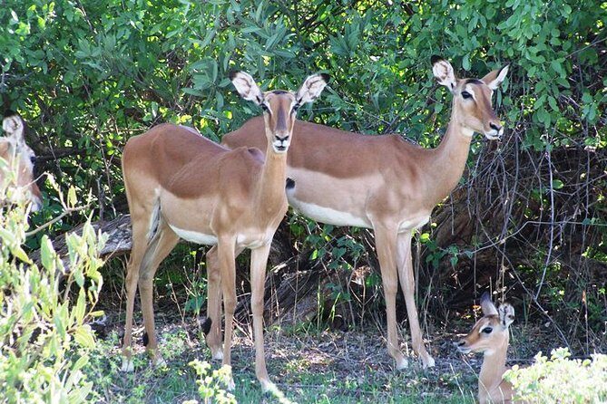 7 Days Tsavo East, Taita, Amboseli & SanctuarySafari from Mombasa - A Closer Look at the Itinerary
