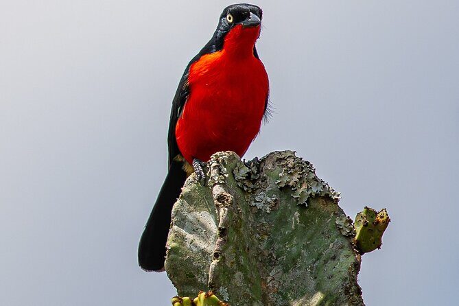 7 Days Uganda Birding and Wildlife - Introduction