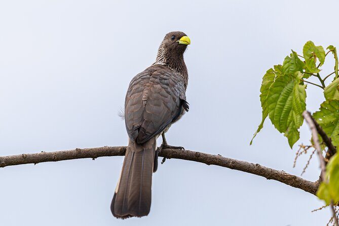 7 Days Uganda Birding and Wildlife - Key Points