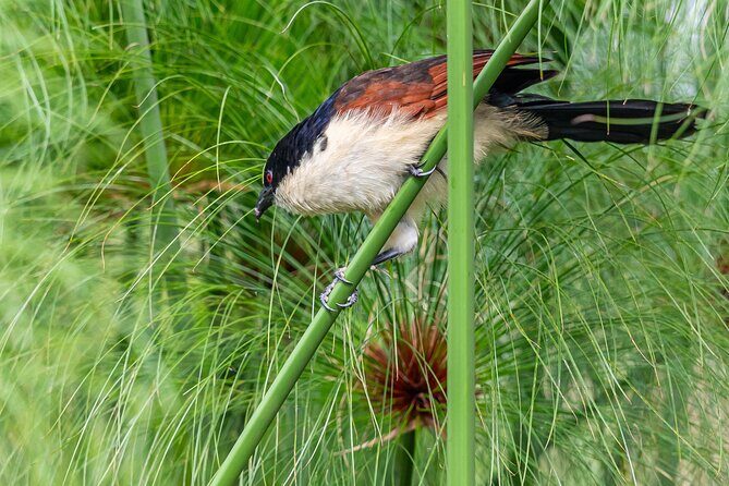 7 Days Uganda Birding and Wildlife - Practical Details & Value