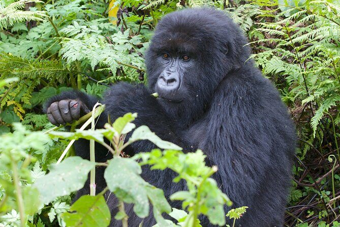 7 Days Uganda Birding and Wildlife - Who Is This Tour Best For?
