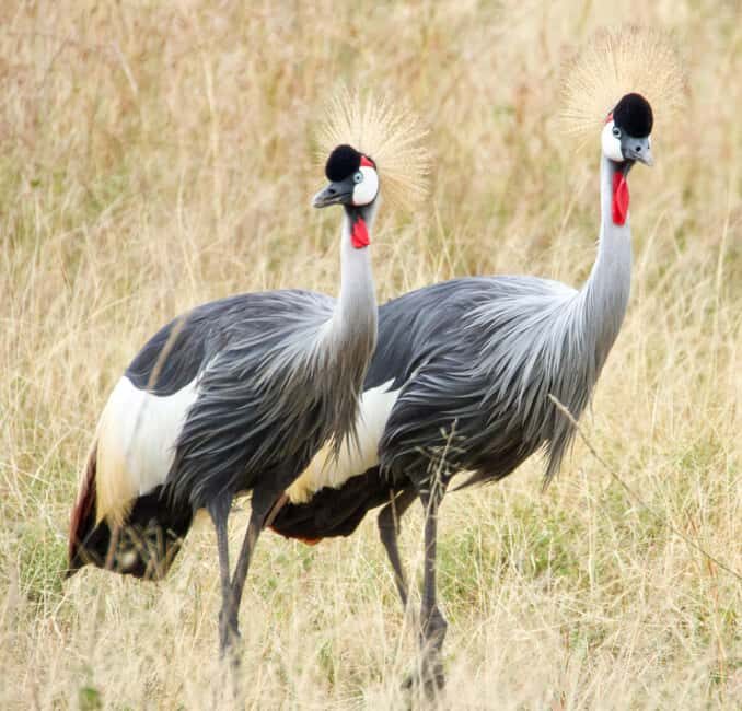 7 DAYS UNFORGETTABLE ADVENTURE EXPERIENCE! Tanzania Safari - Key Points